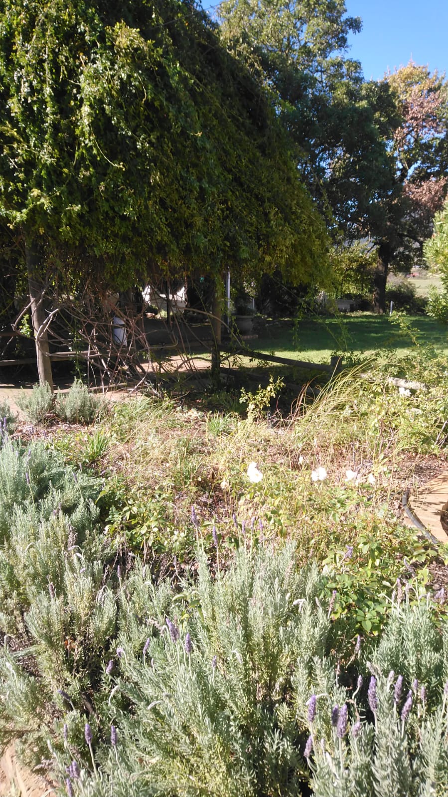 Foreground lavender bushes and white roses beside a brick path, leading toward a cottage draped in green climbers.
